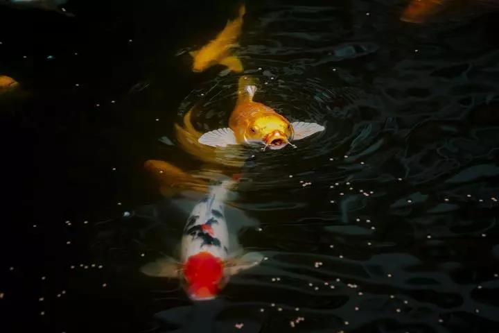 1543233373355379.jpg 微信图片_20181126115436.jpg